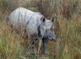 Rhinoceros numbers are increasing due to an end of people military fighting in Nepal