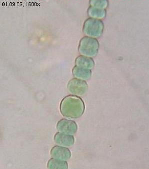 Energy production from the sun, without releasing GHG, is the goal with cyano-bacteria