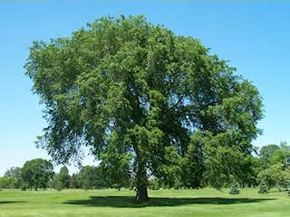 American elm tree