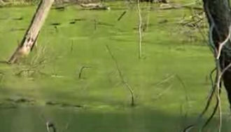 A duckweed covered pond, naturally occurring