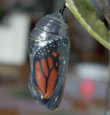 The creation of a monarch butterfly