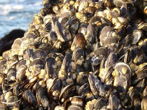 Mussel power!