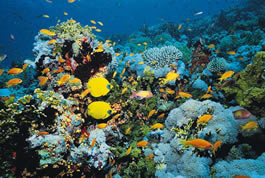 A healthy coral reef