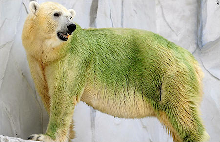 Normally white polar bears (this one and its zoo-mates) are temporarily green due water scarcity and climate change