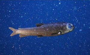 Owlfish and other deep-sea fish are at risk for oxygen deprivation