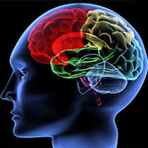 Western science has started seeking the brain's center of wisdom