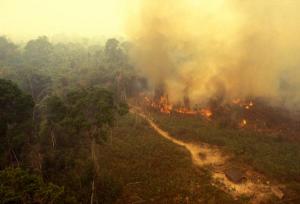 Rainforest fires will become more frequent and harder to control in a warmer world