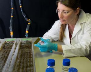 Ecotox tests with algae