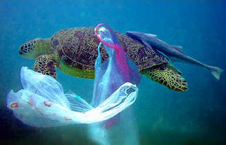 Turtles become entangled in, and mistakenly consume, plastic bags