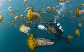 Oceans cover 3/4 of the Earth's surface, but still hold many mysteries. Click to see preview video.