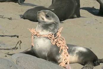 Seal wrapped in plastic... what will happen to it and other wildlife living surrounded by plastic? Click to see the video.