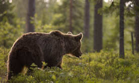 The French government has ruled that the brown bear population in the Pyrenees is no longer sustainable. Photograph: Peter Lilja / Getty Images
