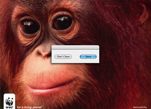 Save or Don't Save this chimp?