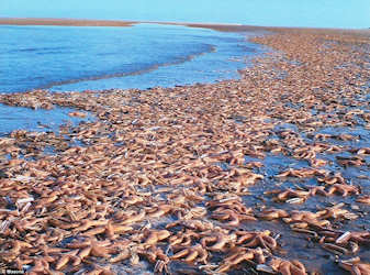 Starfish tossed on the beach by a storm