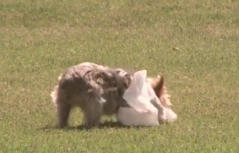 The plastic bag's migration route is threatened by the Teacup Yorkie; click to see the video
